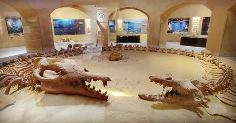 Wadi El Hitan museum